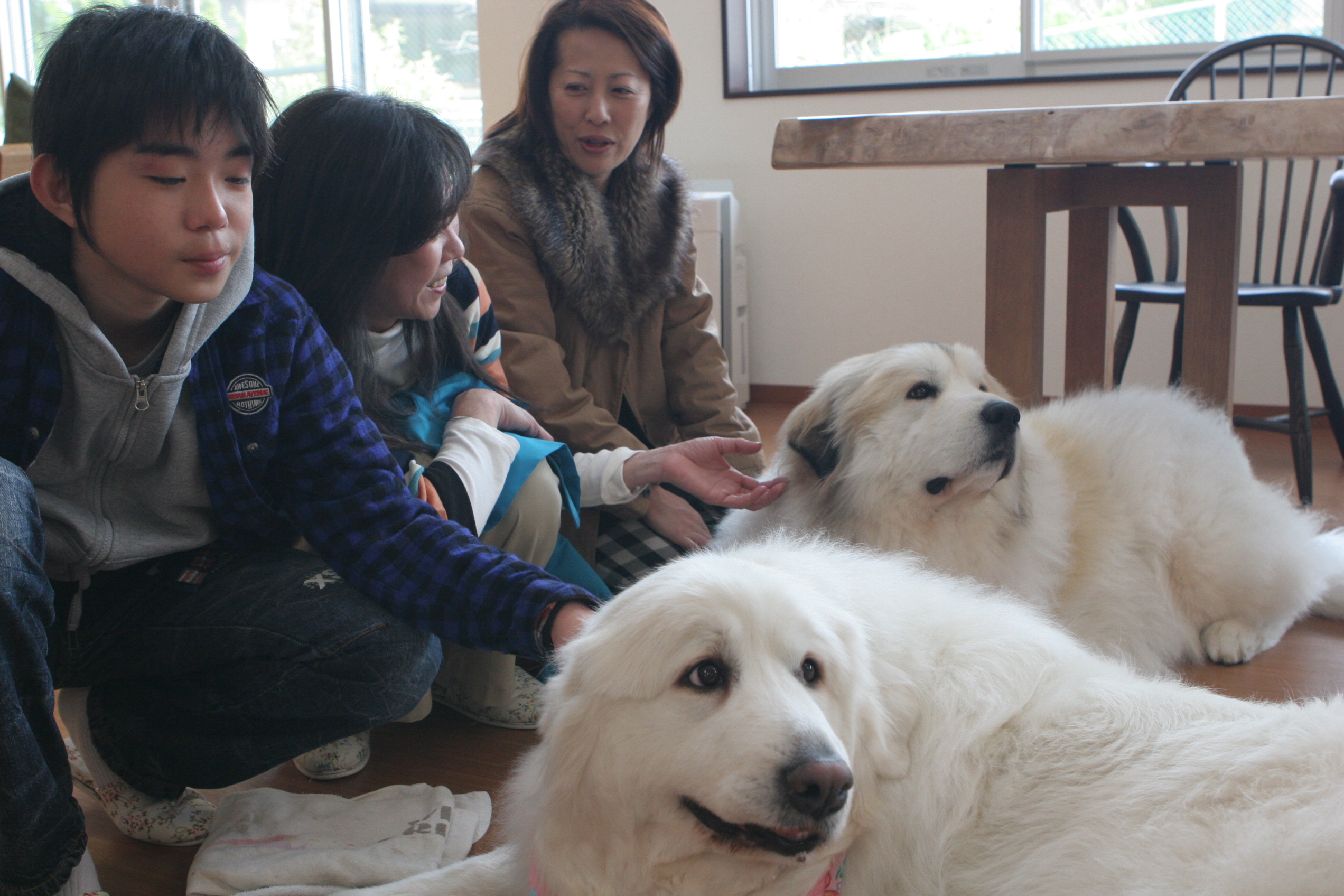 ピレネー犬に初めて会いました ｽﾀｯﾌﾌﾞﾛｸﾞ テレビとよた